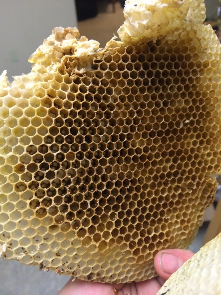 Bees in a Queenless Hive | Eyesonhives